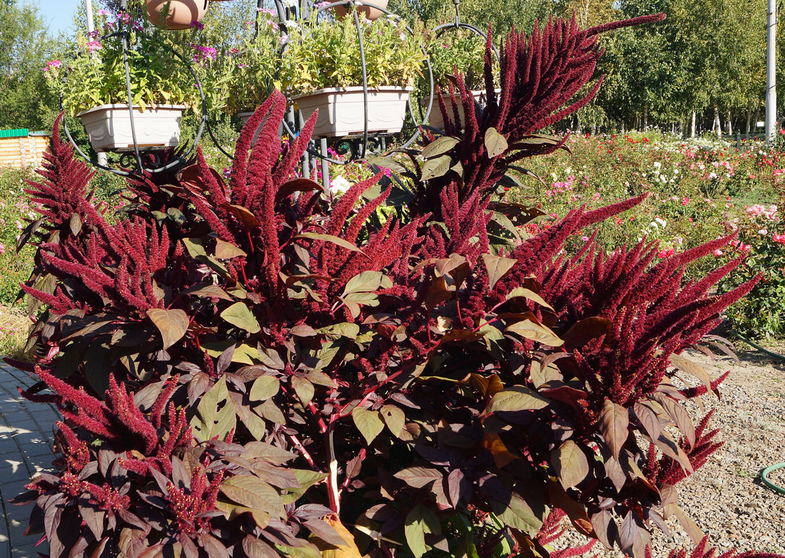 Изображение особи Amaranthus hypochondriacus.