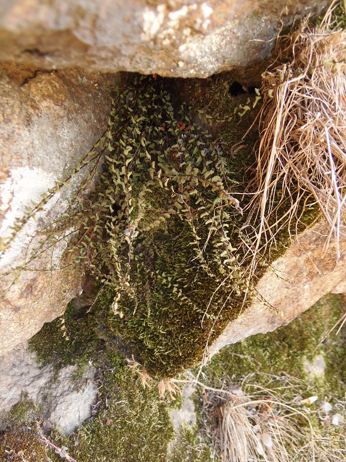 Image of Asplenium trichomanes specimen.