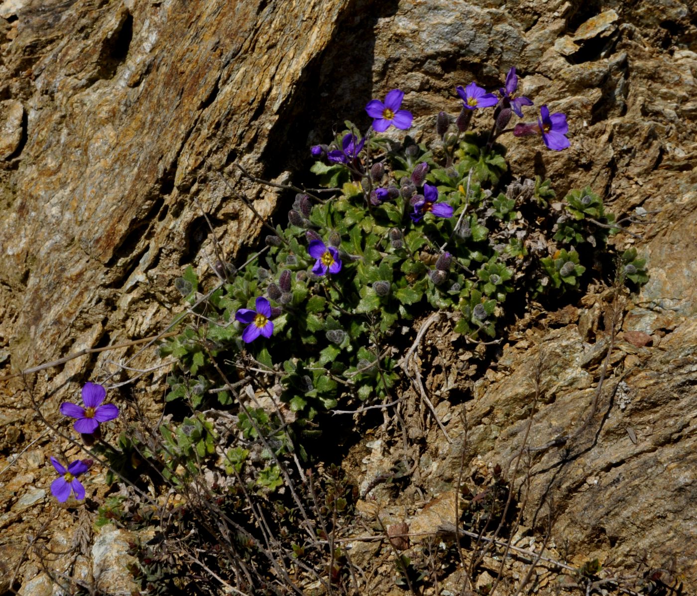 Изображение особи Aubrieta thessala.