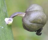 Image of taxon representative. Author is Роланд Цандекидис