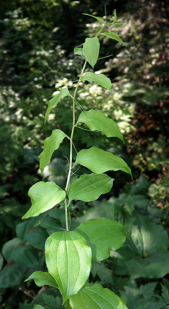 Image of Smilax maximowiczii specimen.