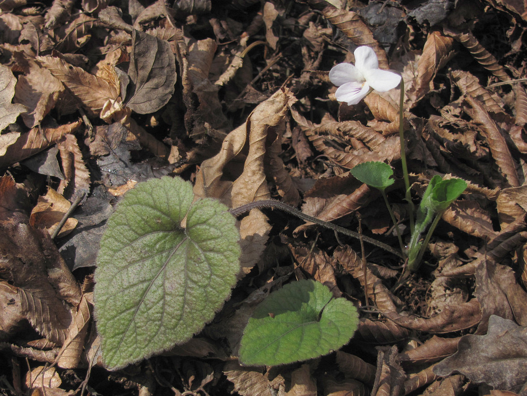 Image of Viola dehnhardtii specimen.