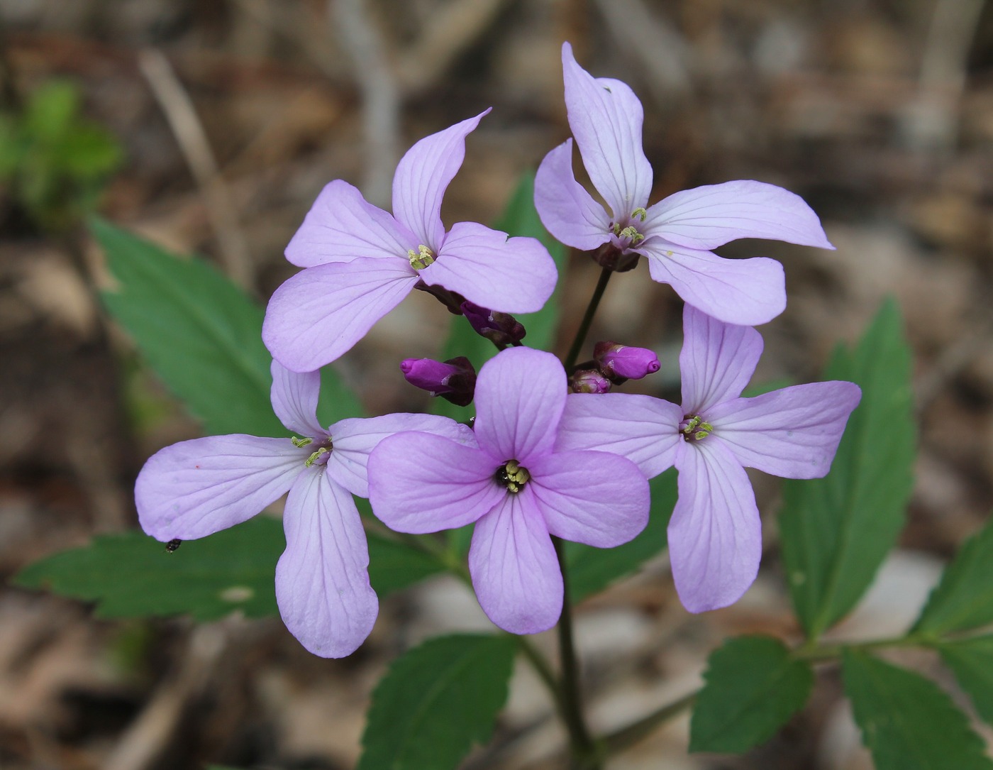 Image of Cardamine quinquefolia specimen.