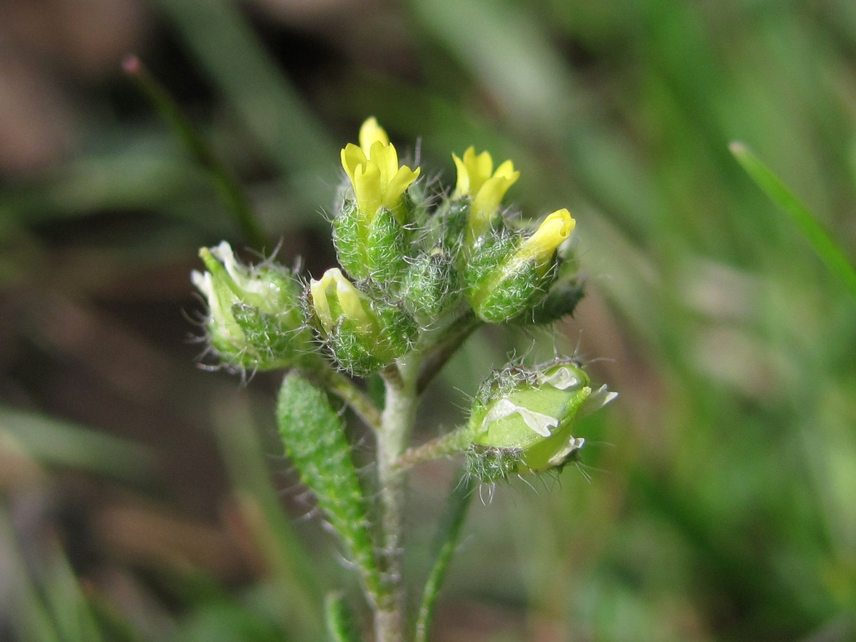 Image of Alyssum minutum specimen.