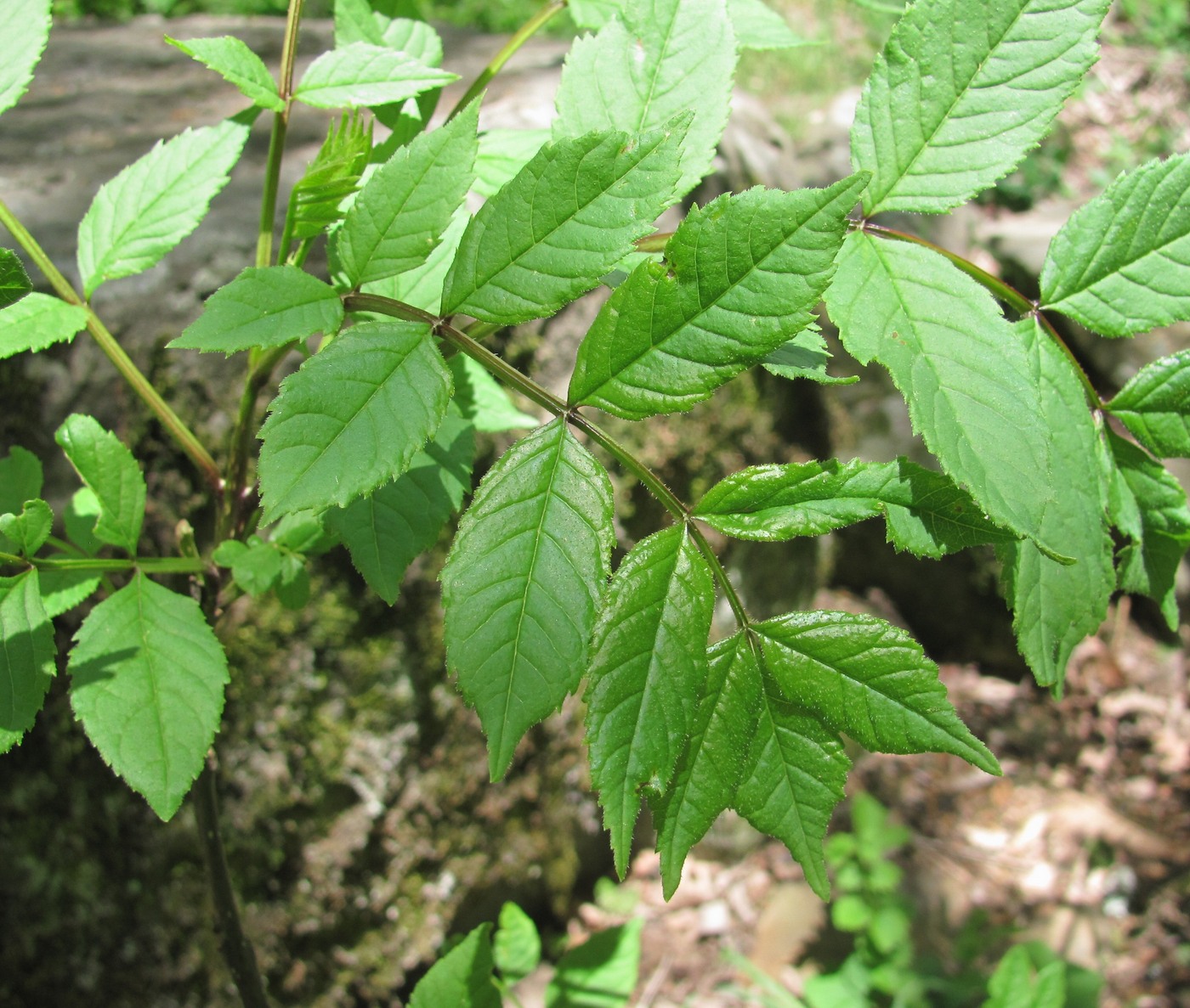 Image of Fraxinus coriariifolia specimen.