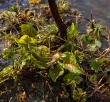 род Rumex. Растение в начале вегетации. Башкортостан, Белорецкий р-н, долина р. Малый Инзер в р-не станции Айгир, левый берег. 30 апреля 2017 г.