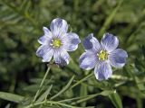 Linum pallescens