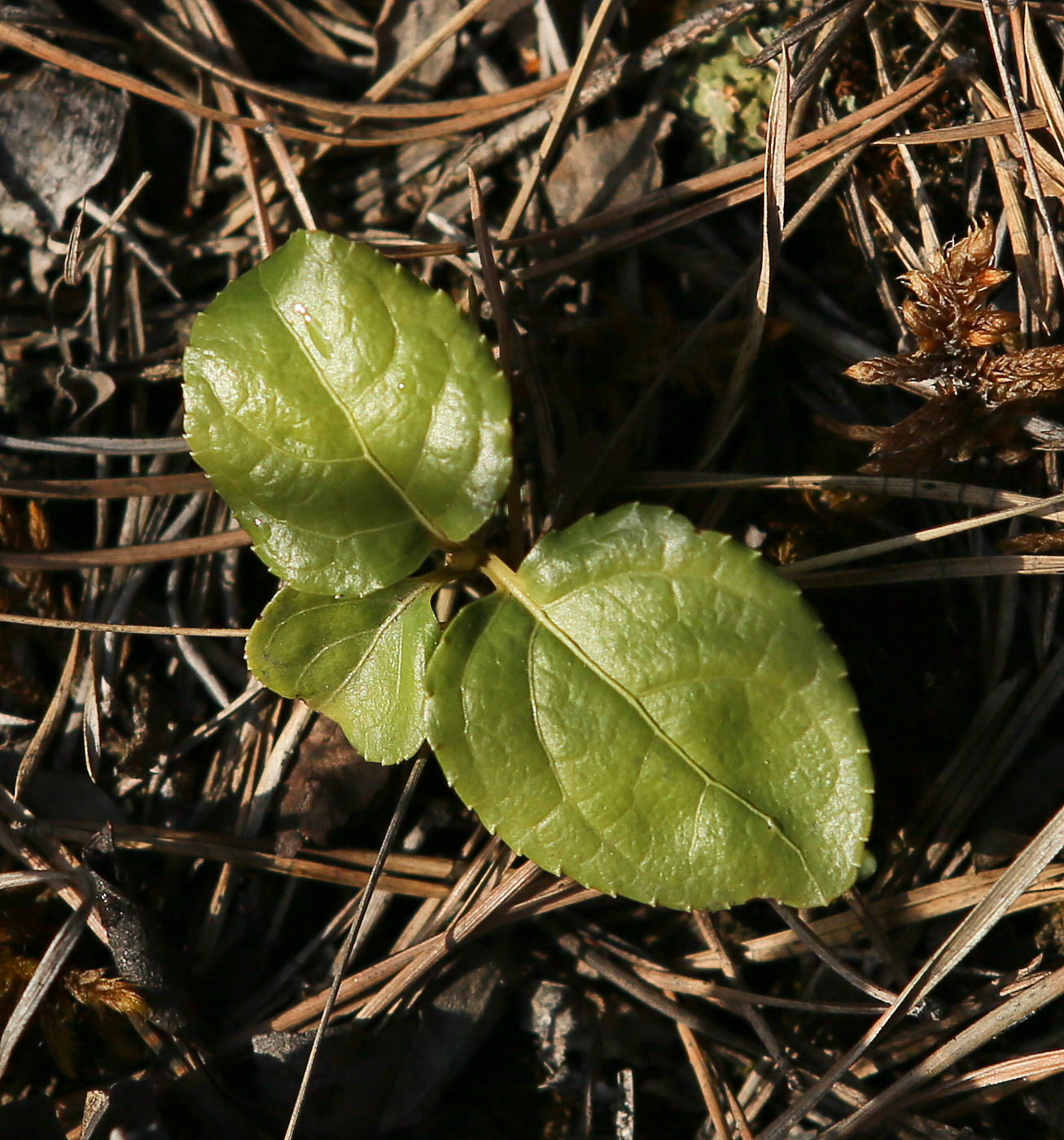 Image of Orthilia secunda specimen.