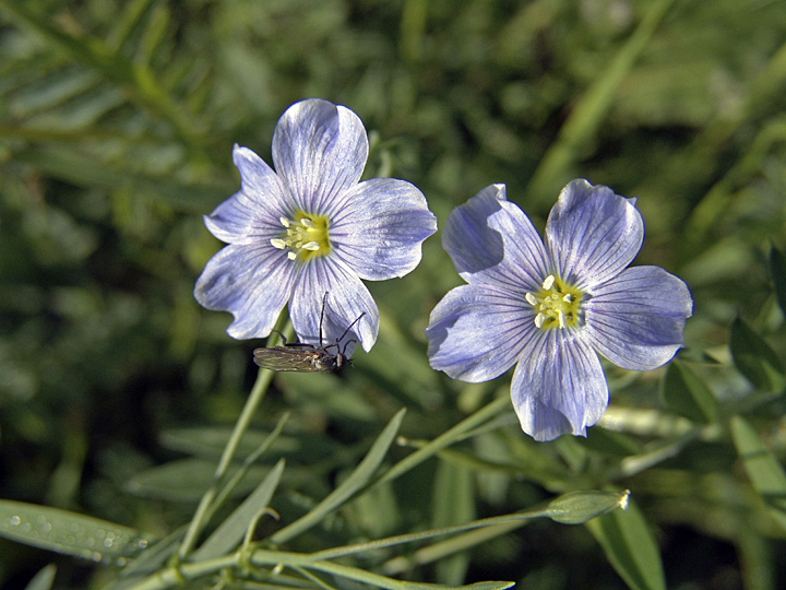 Изображение особи Linum pallescens.