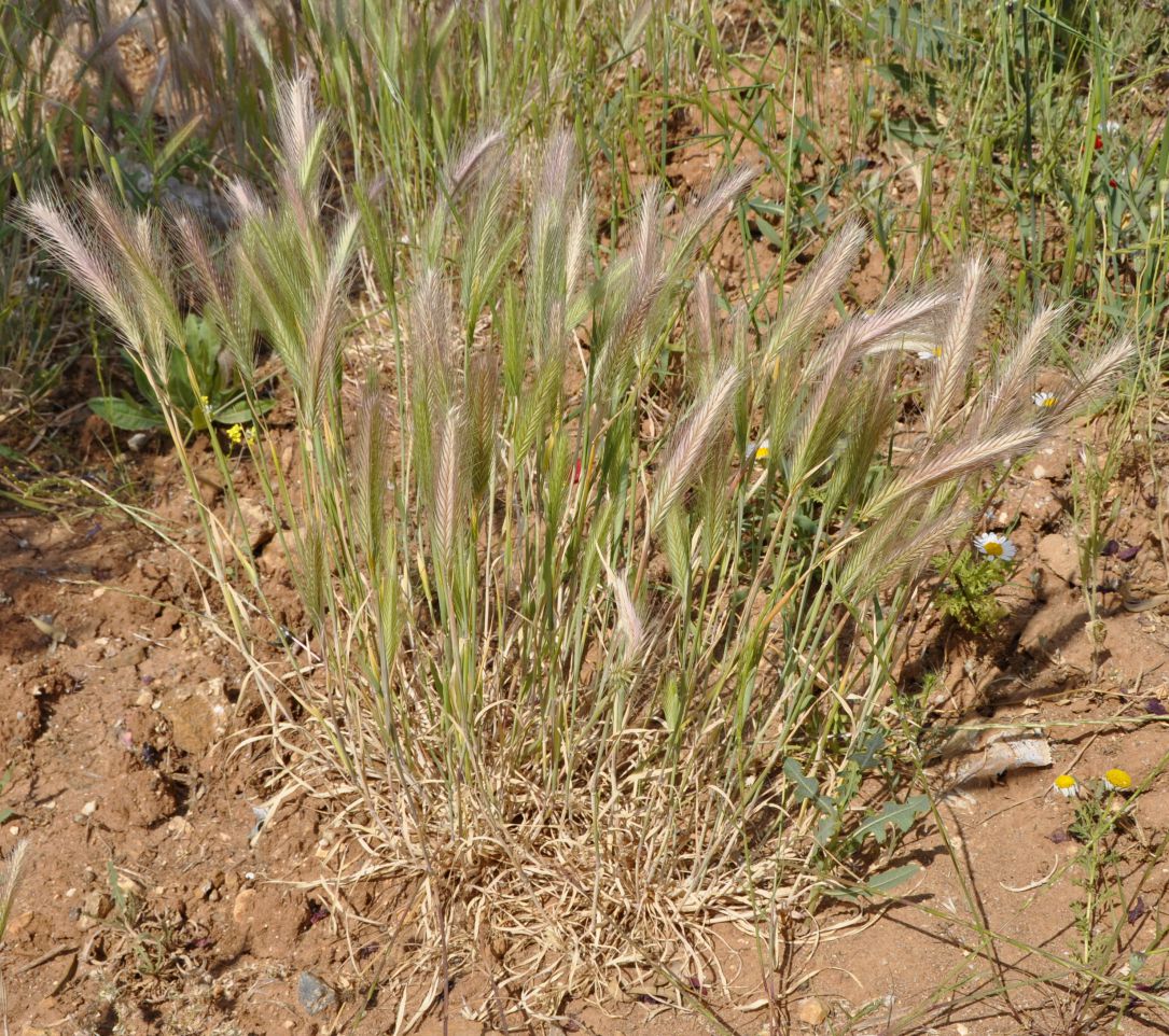 Image of genus Hordeum specimen.