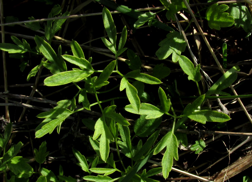 Изображение особи Cardamine trifida.