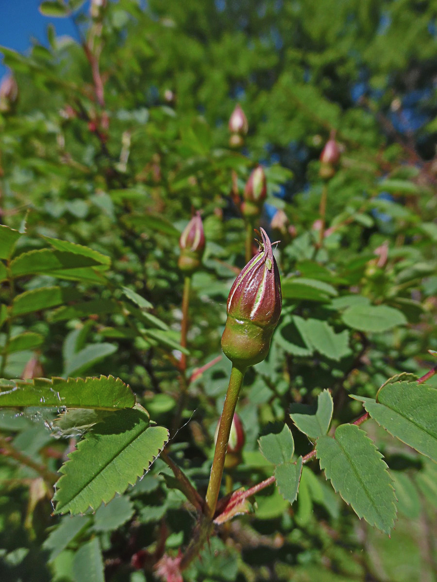 Изображение особи Rosa spinosissima.