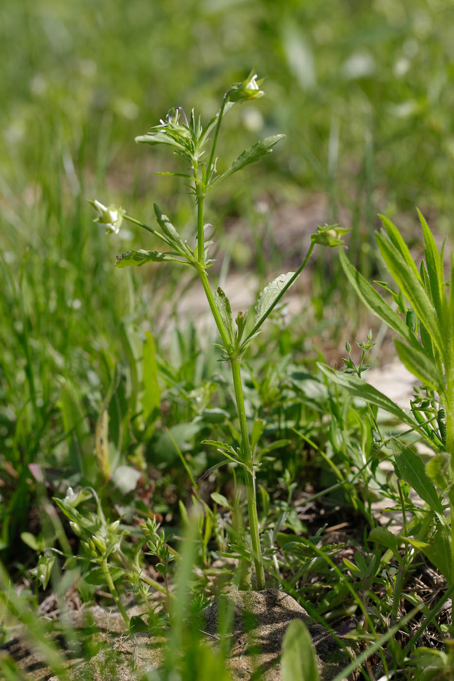 Изображение особи Viola arvensis.