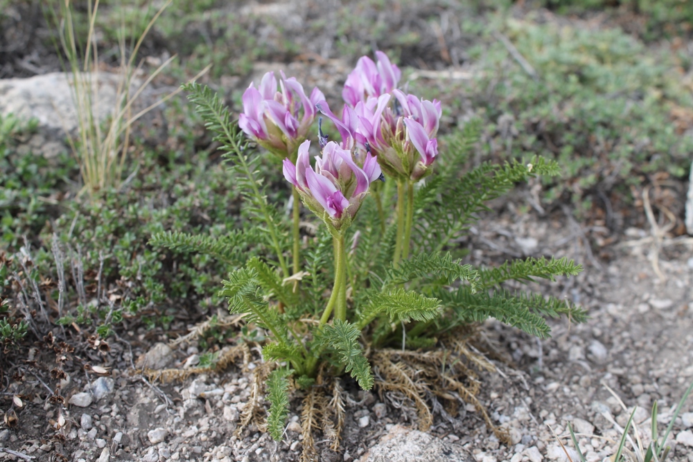 Изображение особи Oxytropis bargusinica.