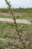 Hippophae rhamnoides