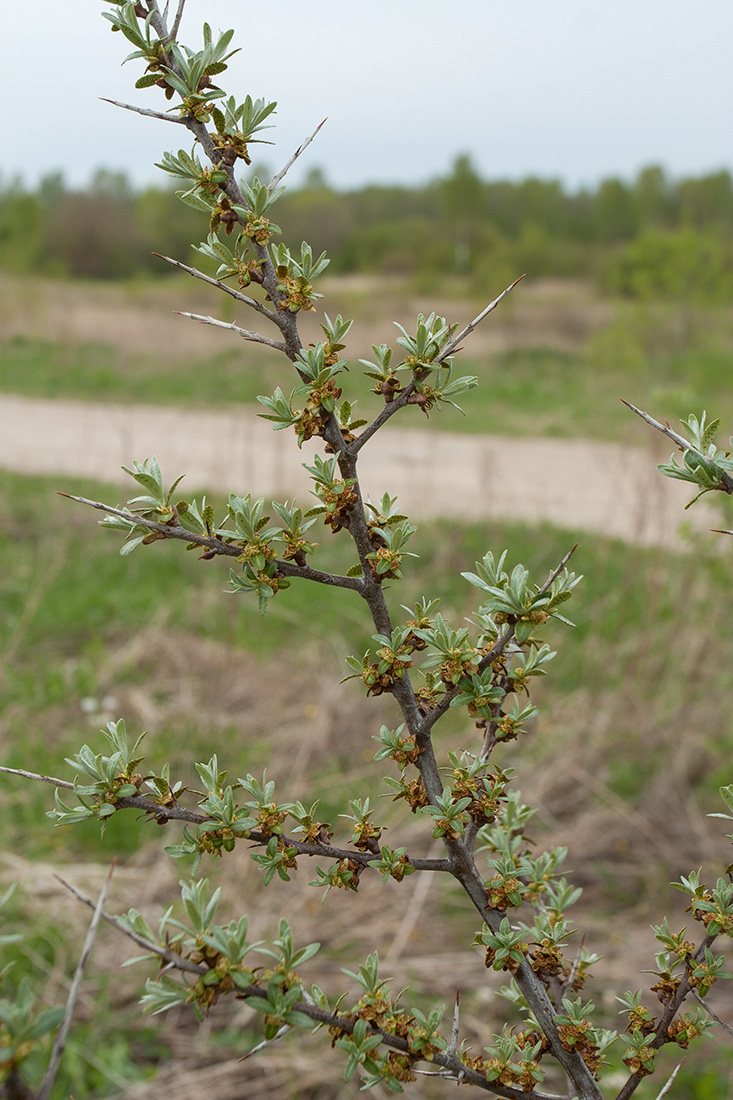 Изображение особи Hippophae rhamnoides.