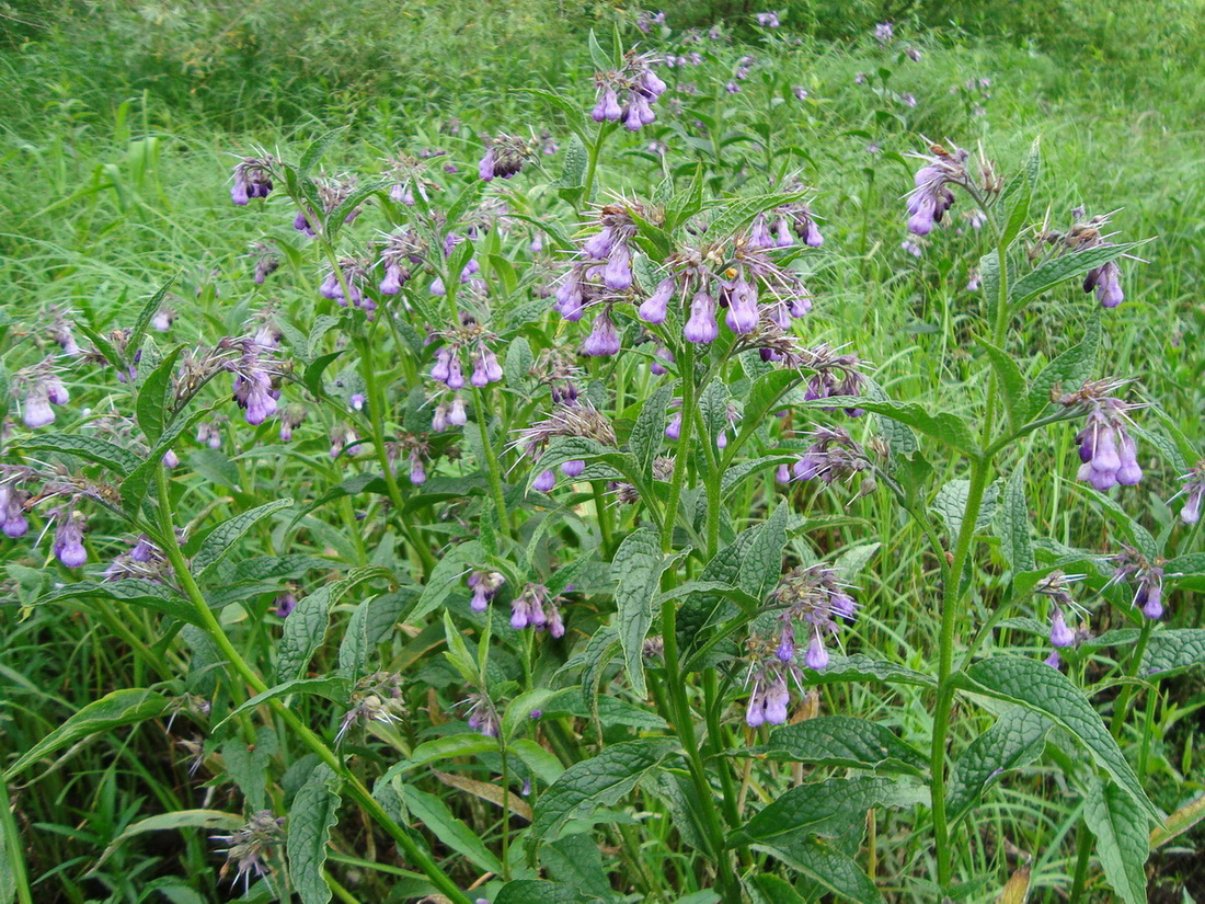 Изображение особи Symphytum officinale.