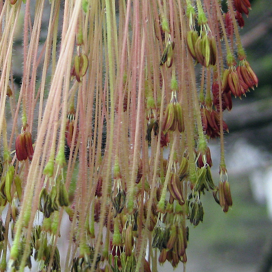 Image of Acer negundo specimen.