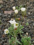 Papaver alboroseum