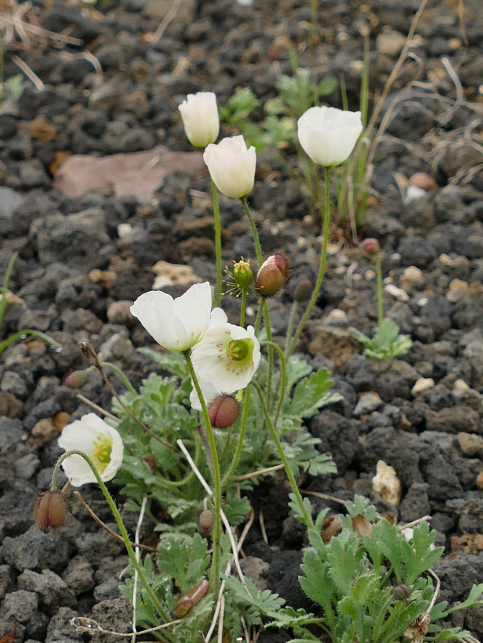 Изображение особи Papaver alboroseum.