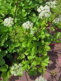 Ligusticum scoticum