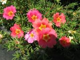 Portulaca grandiflora