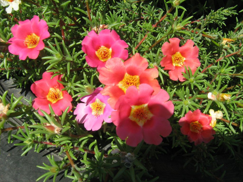 Изображение особи Portulaca grandiflora.