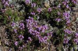 род Thymus