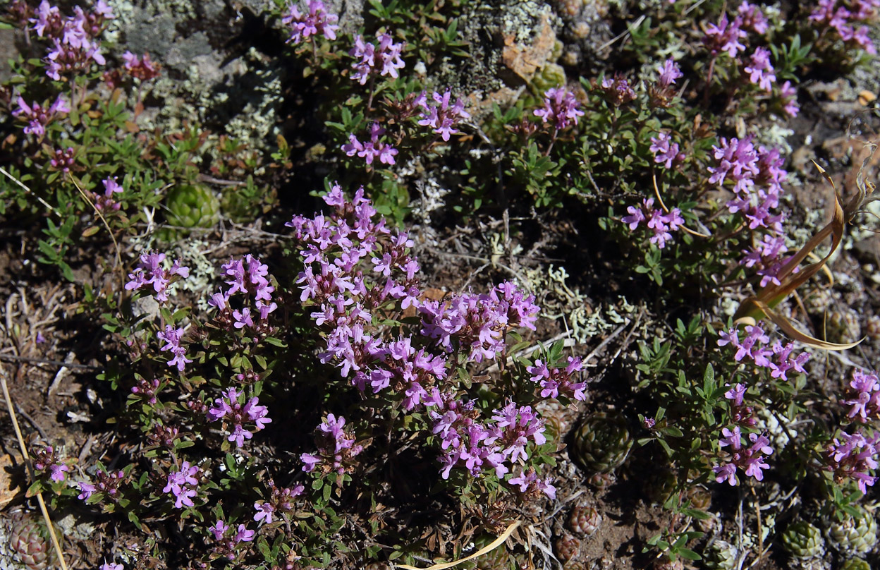 Изображение особи род Thymus.