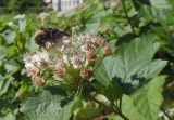 Physocarpus opulifolius