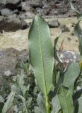 Salix pantosericea. Лист (вид снизу). Кабардино-Балкария, Эльбрусский р-н, долина р. Юсеньги, ок. 2550 м н.у.м., близ реки Юсеньги. 25.08.2017.