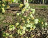 Acacia brunioides