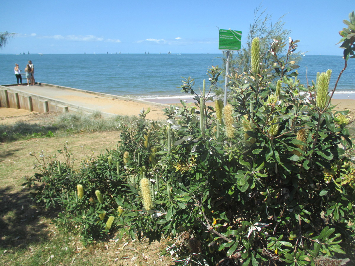 Изображение особи Banksia robur.