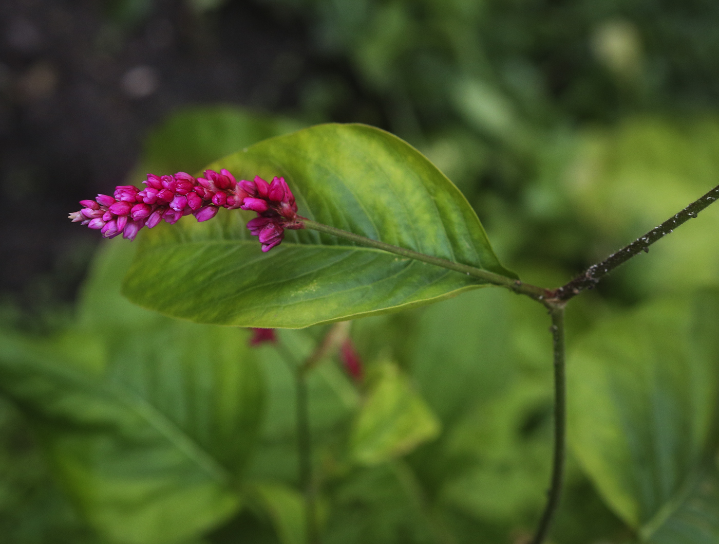 Image of Persicaria orientalis specimen.