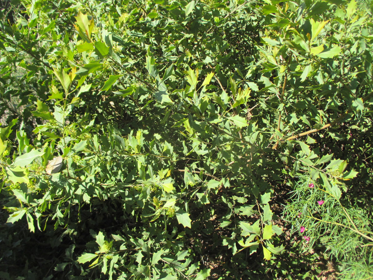Image of Grevillea agrifolia specimen.