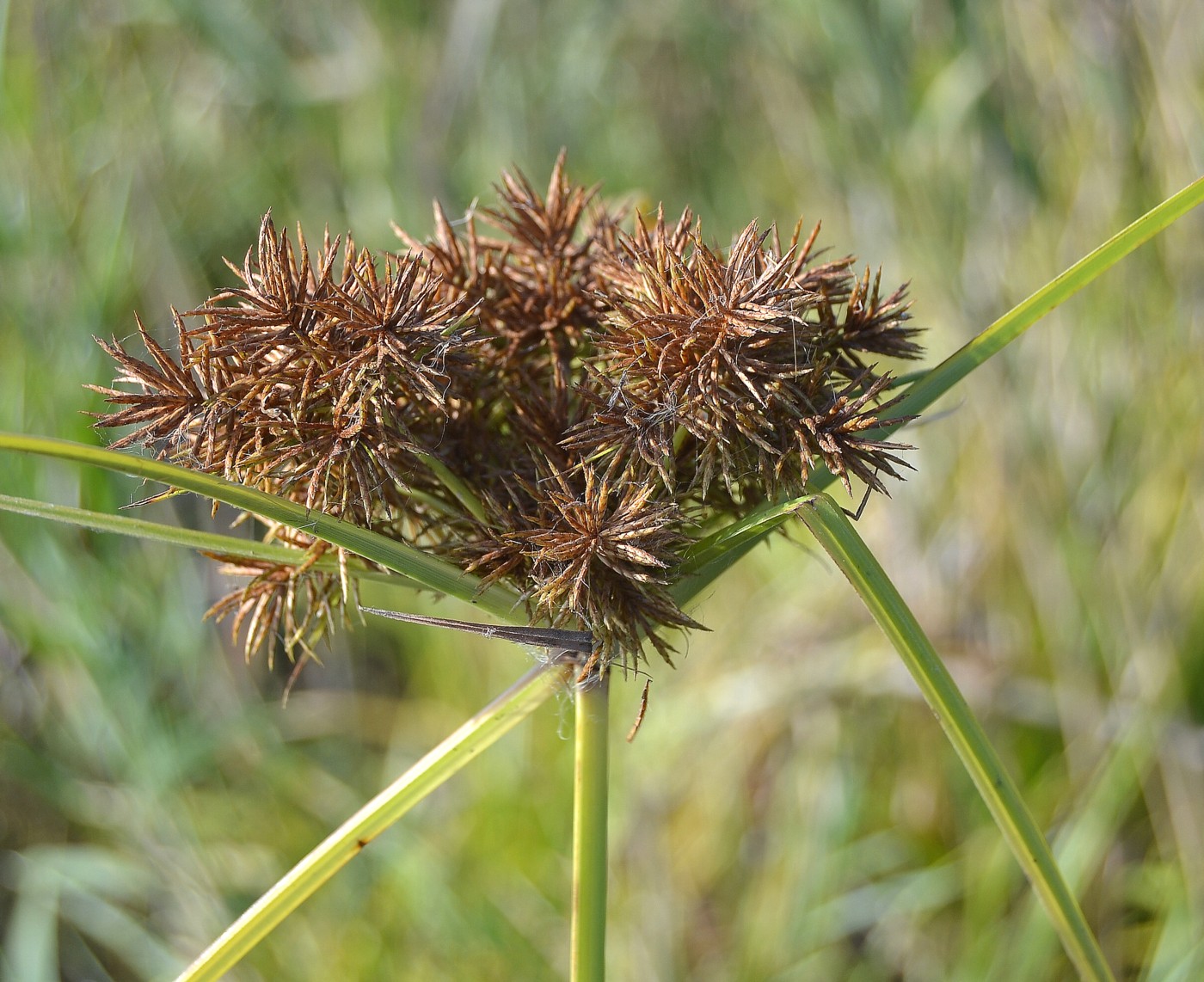 Image of Torulinium caucasicum specimen.