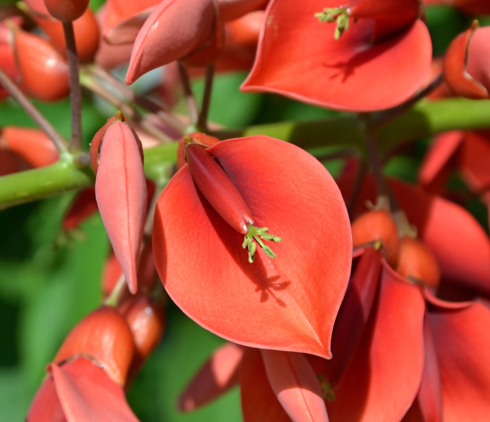 Изображение особи Erythrina crista-galli.