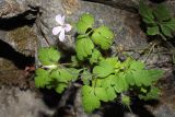 Geranium robertianum