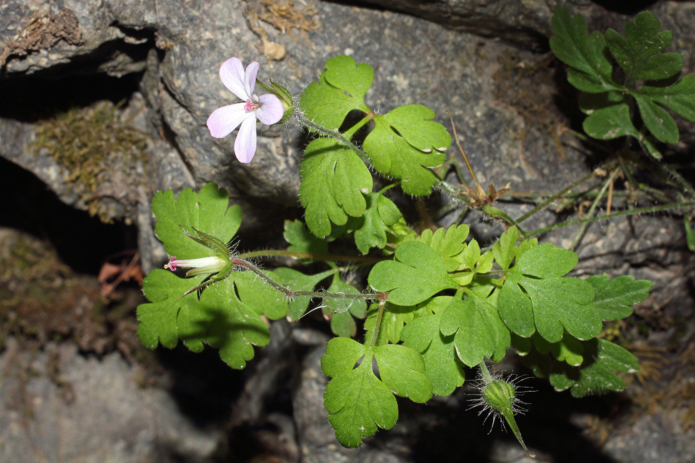 Изображение особи Geranium robertianum.