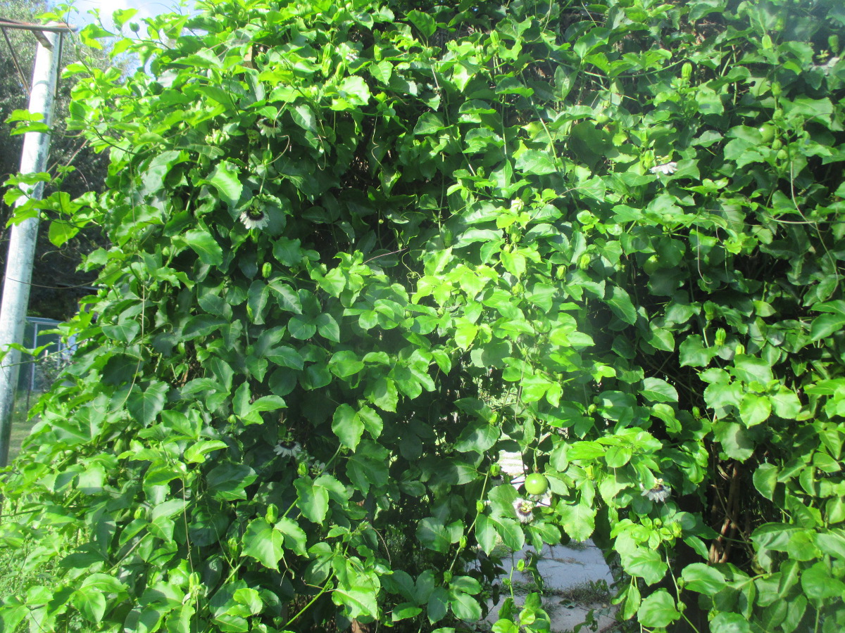 Изображение особи Passiflora edulis.