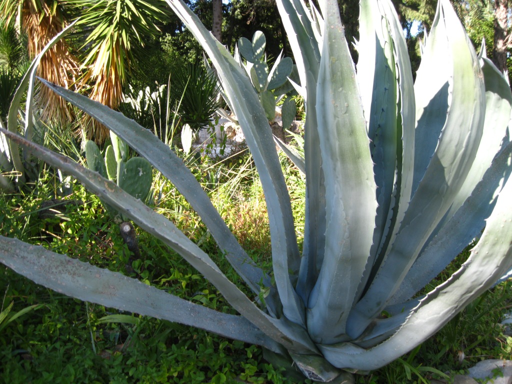 Изображение особи Agave americana.