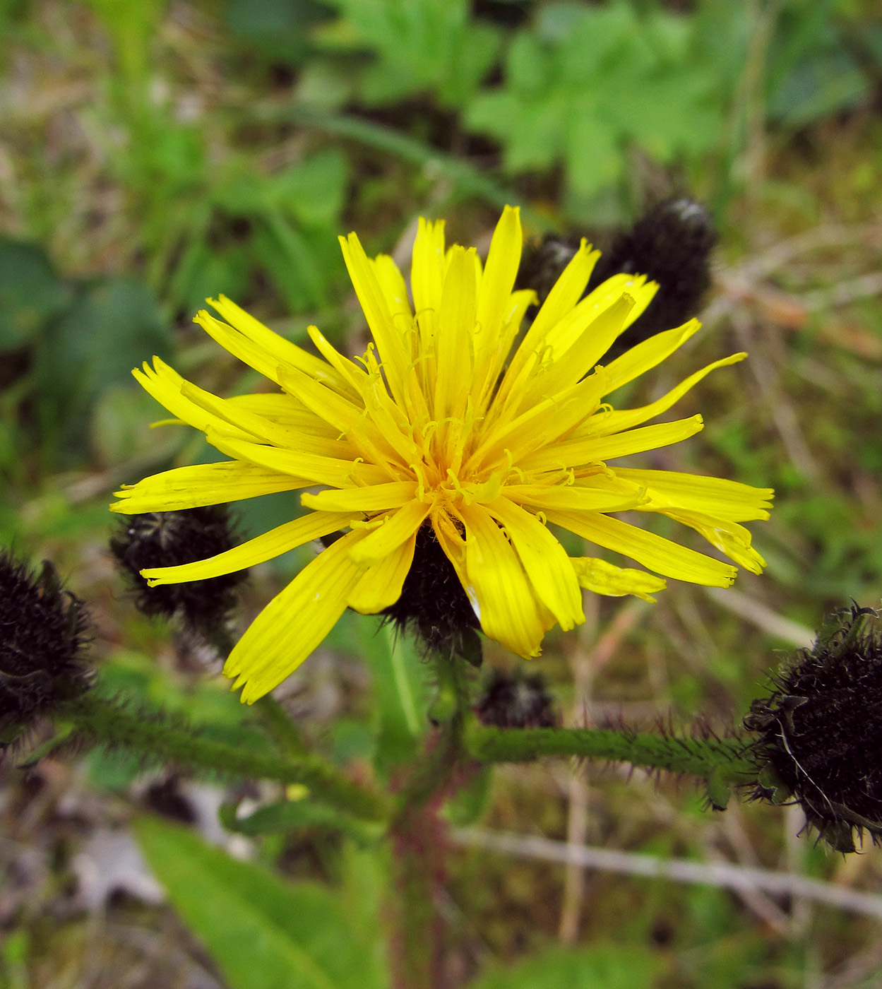 Image of Picris kamtschatica specimen.