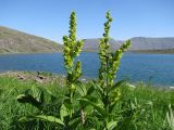 Veratrum lobelianum