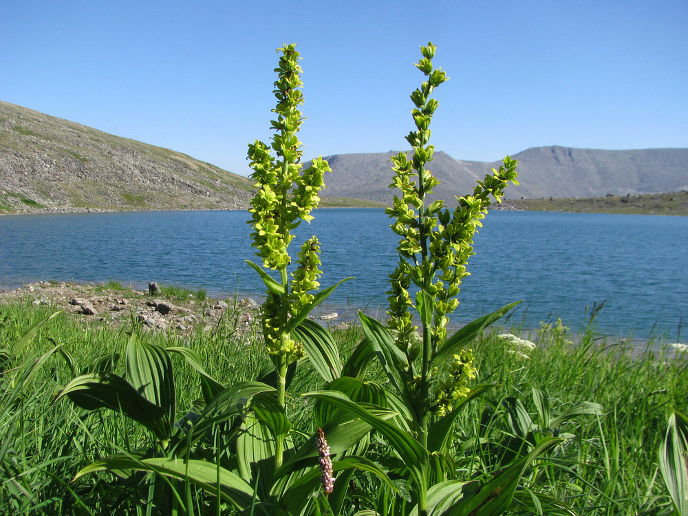 Изображение особи Veratrum lobelianum.