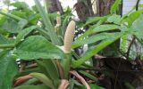 Syngonium podophyllum. Верхушка побега с соцветиями. Австралия, г. Брисбен, частная застройка. 14.04.2016.