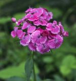 Dianthus barbatus. Соцветие с питающимися муравьями. Пермский край, г. Пермь, Свердловский р-н, территория кладбища \"Южное\", тополёвая роща. 25.07.2017.