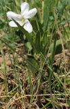 Viola accrescens. Цветущее растение. Республика Татарстан, г. Бавлы. 14.05.2010.