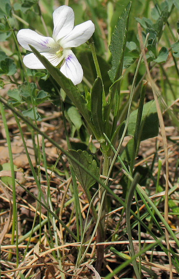 Изображение особи Viola accrescens.