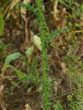 Carduus acanthoides