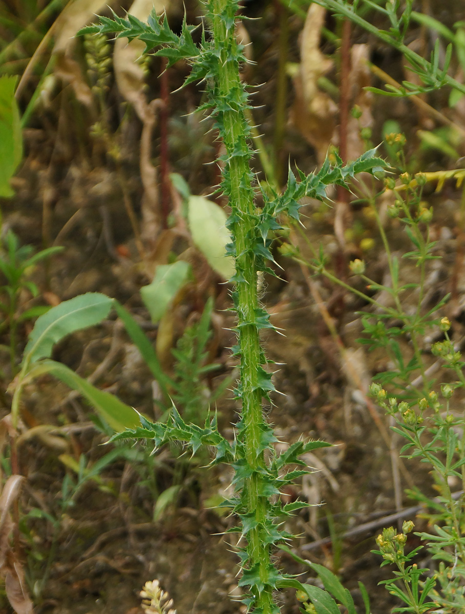 Image of Carduus acanthoides specimen.